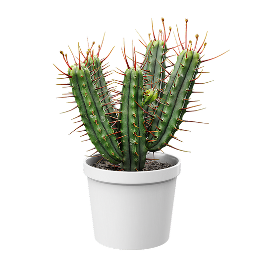 Plant Cactus Euphorbia