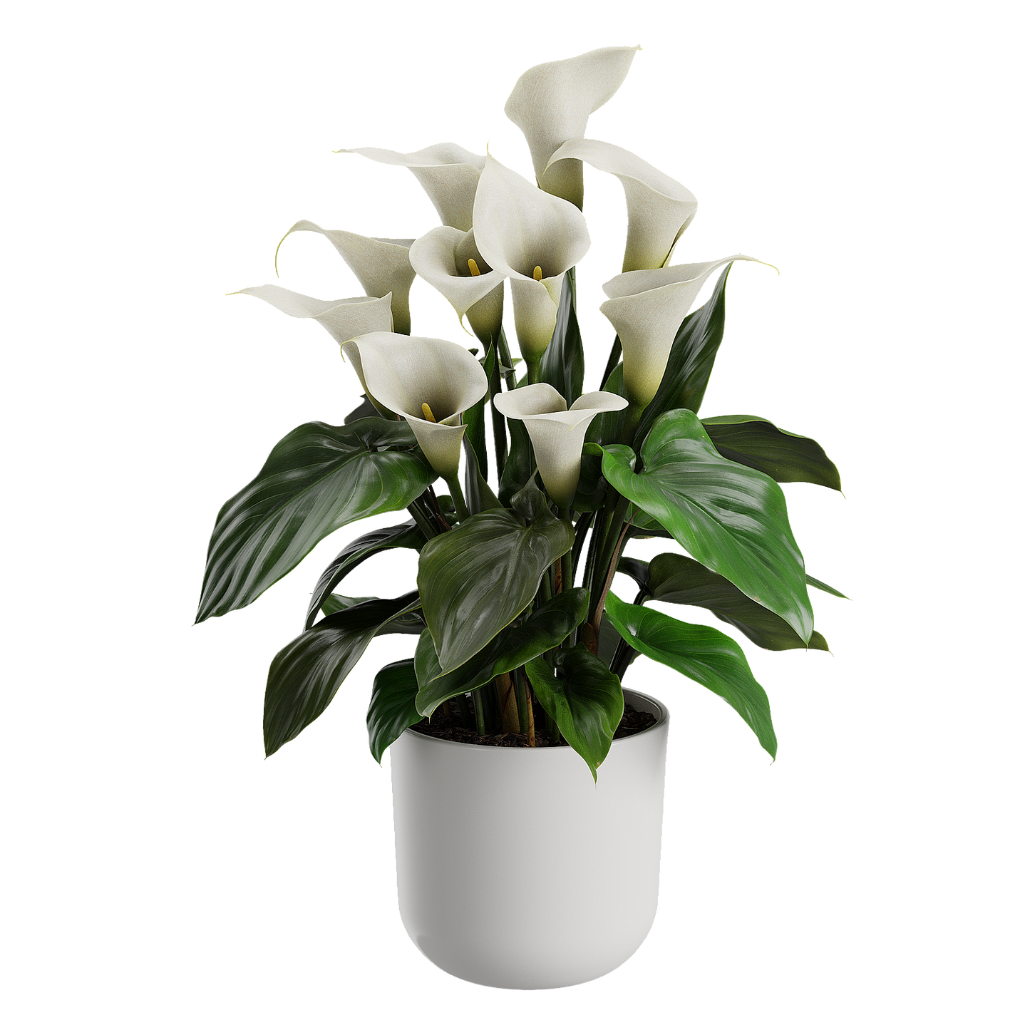 Plant Calla Lily