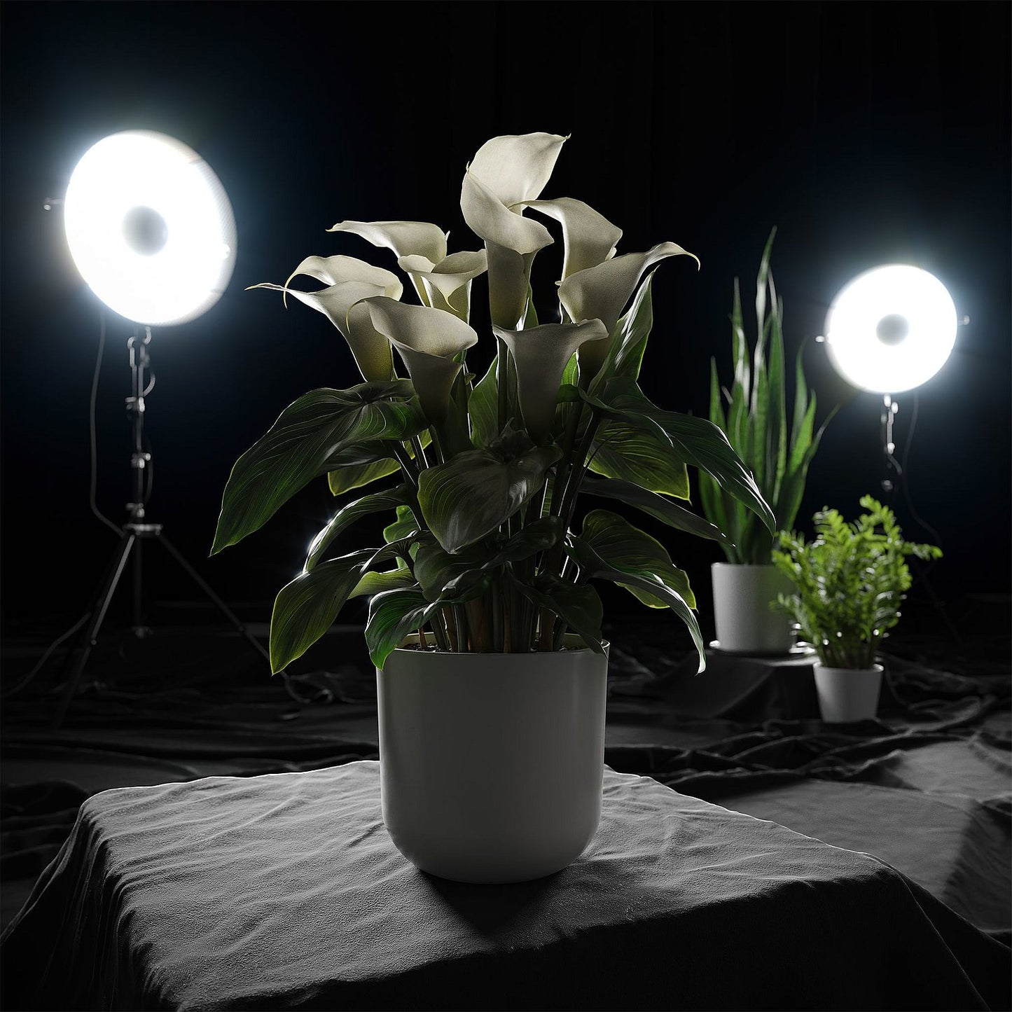 Plant Calla Lily