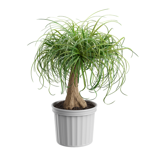 Plant Palm Ponytail